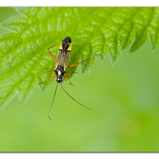 Prachtwanze: Tier im Habitat Anderes Waldhabitat in der NatureSpots App