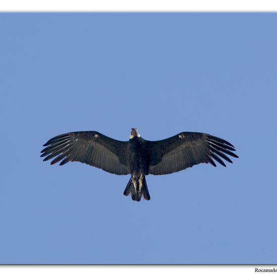 Andean Condor: Animal in habitat Mountain in the NatureSpots App