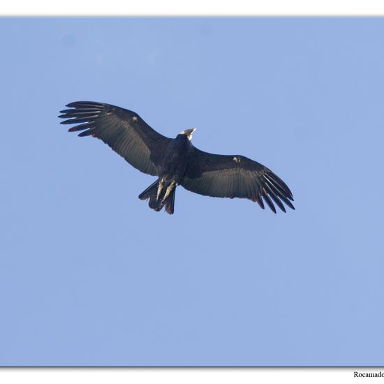 Andean Condor: Animal in habitat Mountain in the NatureSpots App