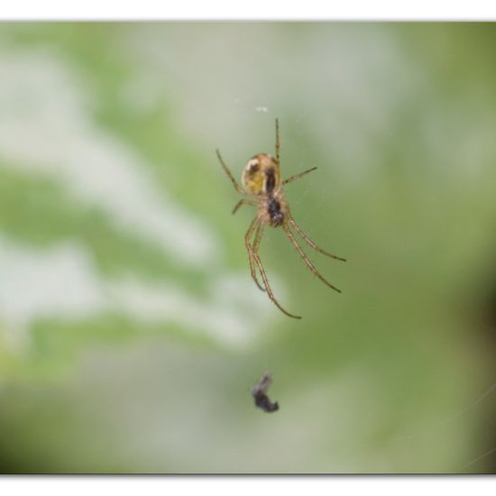 Eine unbekannte Art: Tier im Habitat Strasse/Verkehr in der NatureSpots App