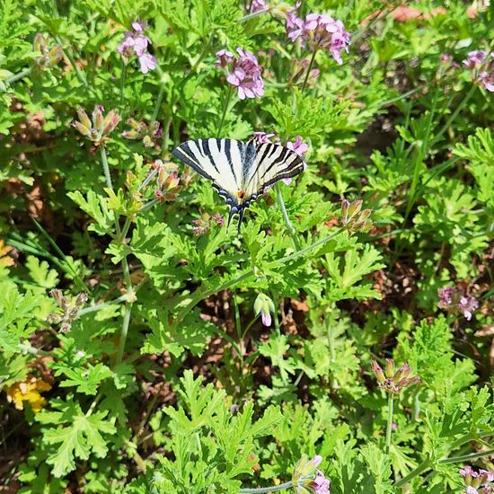 Segelfalter: Tier im Habitat Habitat manuell eingeben in der NatureSpots App