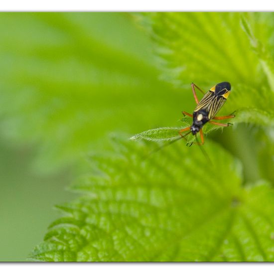 Prachtwanze: Tier im Habitat Anderes Waldhabitat in der NatureSpots App