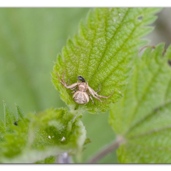 Xysticus ulmi: Tier im Habitat Strasse/Verkehr in der NatureSpots App