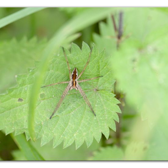 Listspinne: Tier im Habitat Strasse/Verkehr in der NatureSpots App