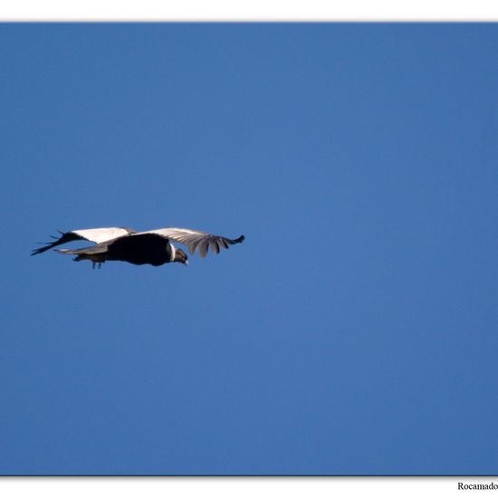 Andean Condor: Animal in habitat Mountain in the NatureSpots App