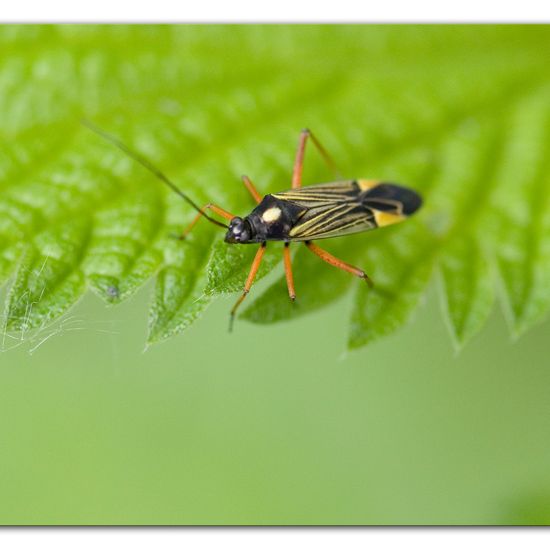 Prachtwanze: Tier im Habitat Anderes Waldhabitat in der NatureSpots App