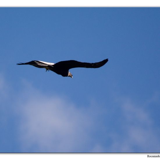 Andean Condor: Animal in habitat Mountain in the NatureSpots App