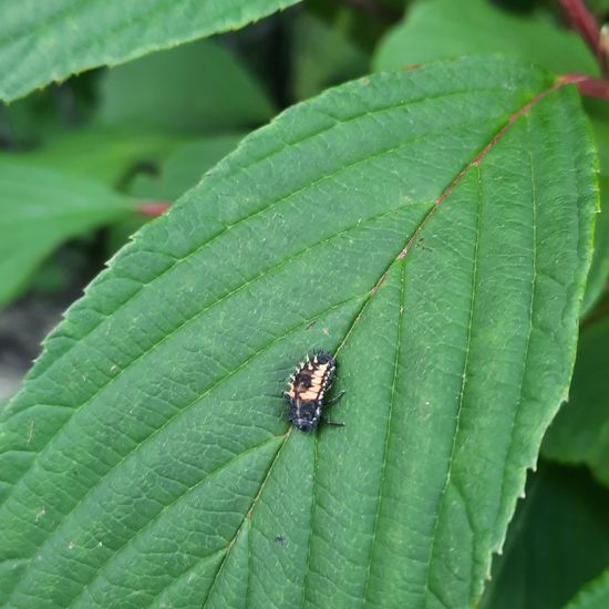 Siebenpunkt-Marienkäfer: Tier im Habitat Stadt und Garten in der NatureSpots App