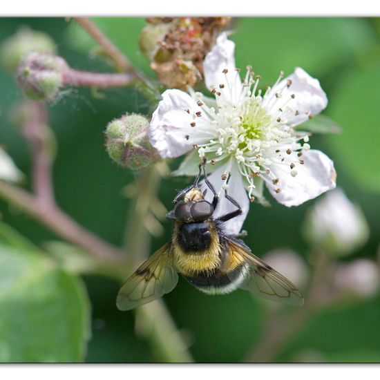 Hummel-Waldschwebfliege: Tier im Habitat Strasse/Verkehr in der NatureSpots App