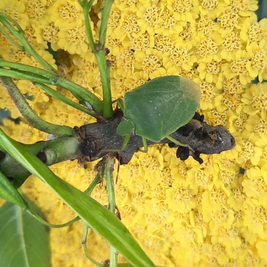 Grüne Reiswanze: Tier im Habitat Stadt und Garten in der NatureSpots App