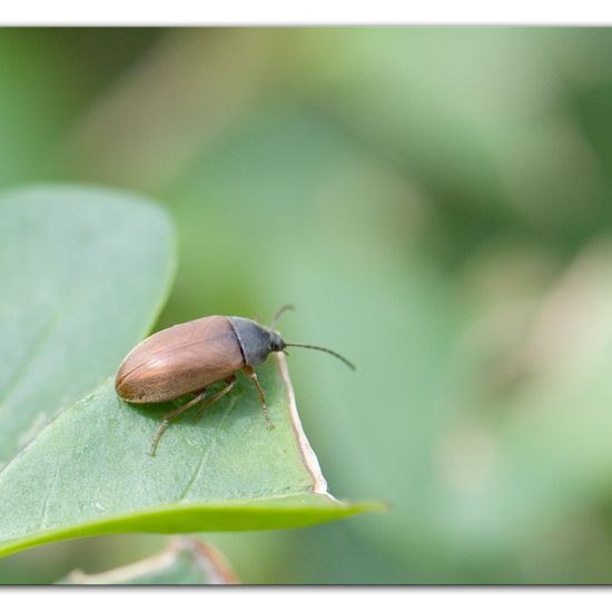 Isomira murina: Tier im Habitat Garten in der NatureSpots App