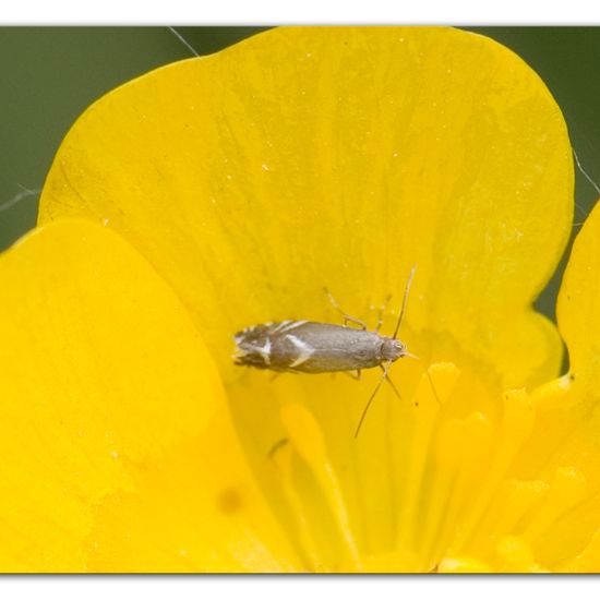 Glyphipterix simpliciella: Tier im Habitat Strasse/Verkehr in der NatureSpots App