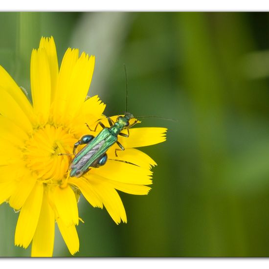 Oedemera nobilis: Animal in habitat Road or Transportation in the NatureSpots App