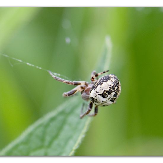 Schilfradspinne: Tier im Habitat Ackerrandstreifen in der NatureSpots App