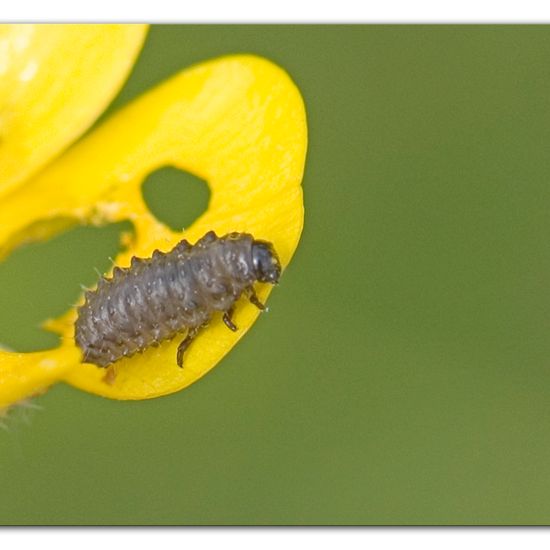 Käfer: Tier im Habitat Strasse/Verkehr in der NatureSpots App