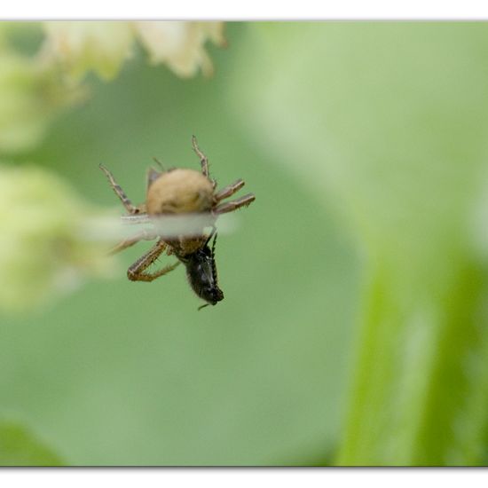 Unknown species: Animal in habitat Buffer strip in the NatureSpots App