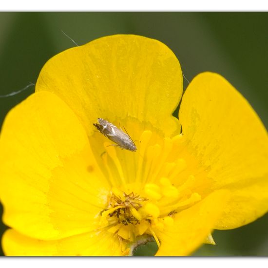 Glyphipterix simpliciella: Tier im Habitat Strasse/Verkehr in der NatureSpots App