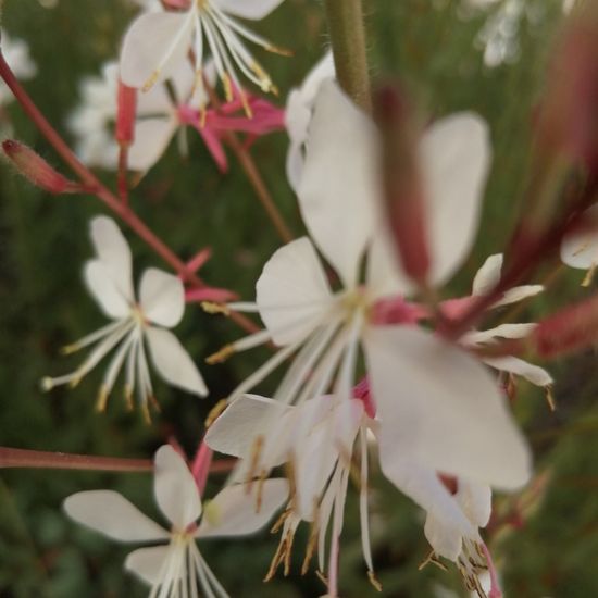 another species: Plant in habitat Flowerbed in the NatureSpots App