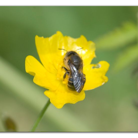 Hoplitis leucomelana: Tier im Habitat Strasse/Verkehr in der NatureSpots App