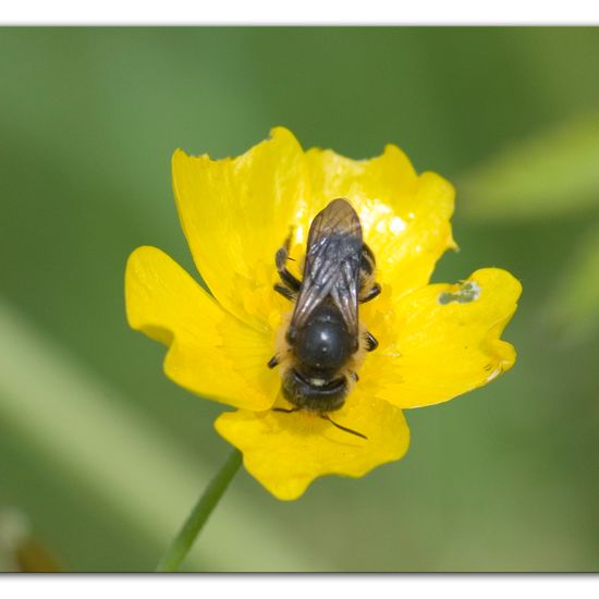 Hoplitis leucomelana: Tier im Habitat Strasse/Verkehr in der NatureSpots App