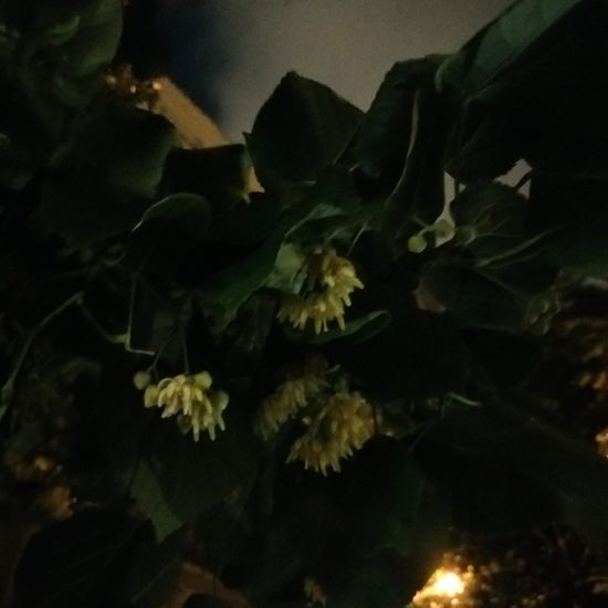 Tilia cordata: Plant in habitat City and Urban in the NatureSpots App