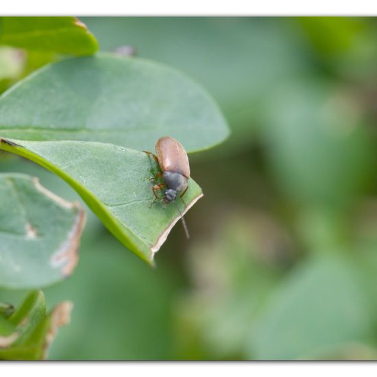 Isomira murina: Tier im Habitat Garten in der NatureSpots App