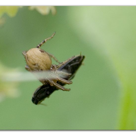 Eine unbekannte Art: Tier im Habitat Ackerrandstreifen in der NatureSpots App