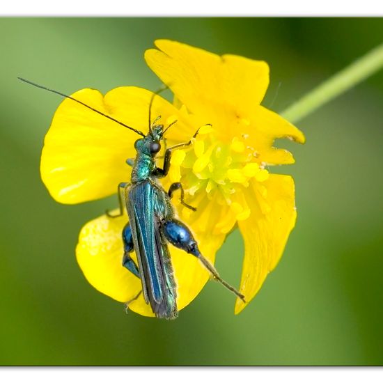 Oedemera nobilis: Animal in habitat Road or Transportation in the NatureSpots App