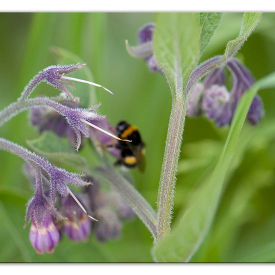 Echter Beinwell: Pflanze im Habitat Strasse/Verkehr in der NatureSpots App