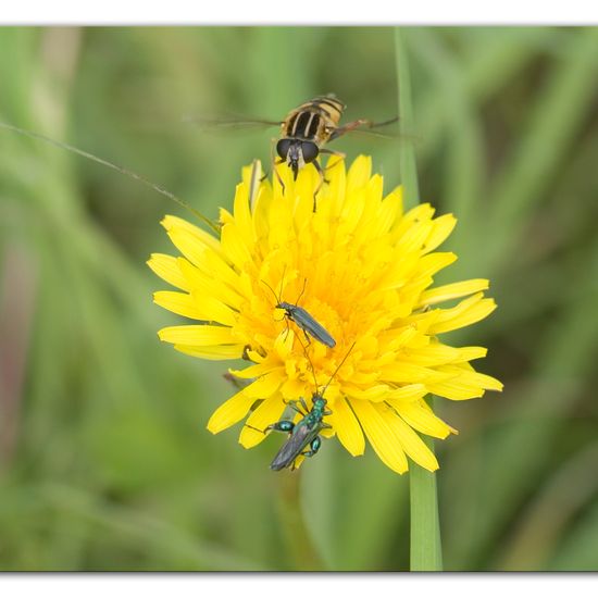 Eine unbekannte Art: Tier im Habitat Strasse/Verkehr in der NatureSpots App