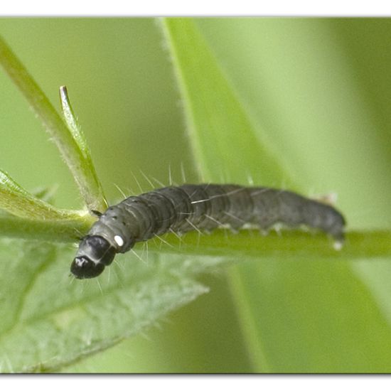 Eine unbekannte Art: Tier im Habitat Halb-natürliches Grasland in der NatureSpots App