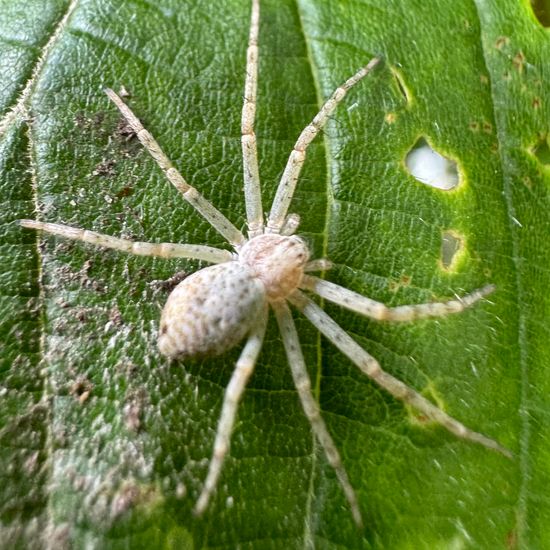 Philodromidae: Animal in habitat Garden in the NatureSpots App