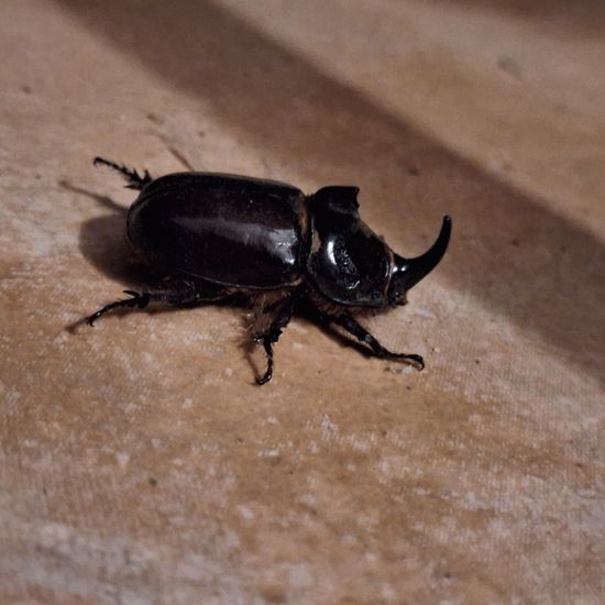 European rhinoceros beetle: Animal in habitat Mediterranean forest in the NatureSpots App