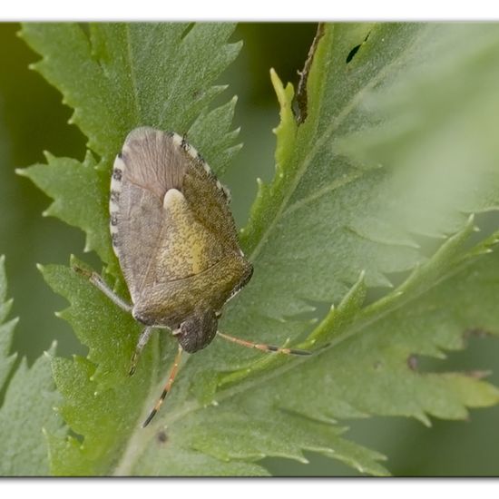 Peribalus strictus: Tier im Habitat Halb-natürliches Grasland in der NatureSpots App