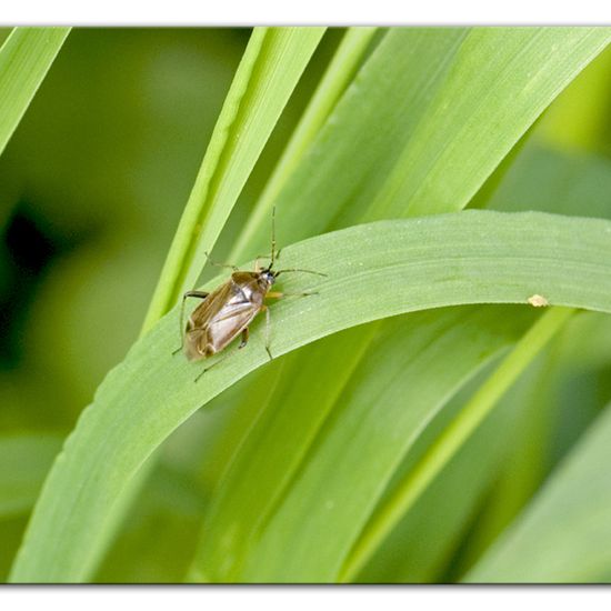 Harpocera thoracica: Animal in habitat Semi-natural grassland in the NatureSpots App