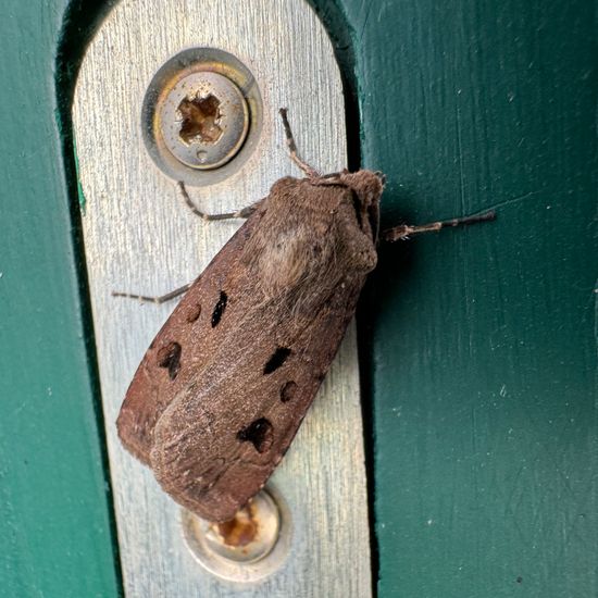 Ausrufungszeichen: Tier im Habitat Hinterhof in der NatureSpots App