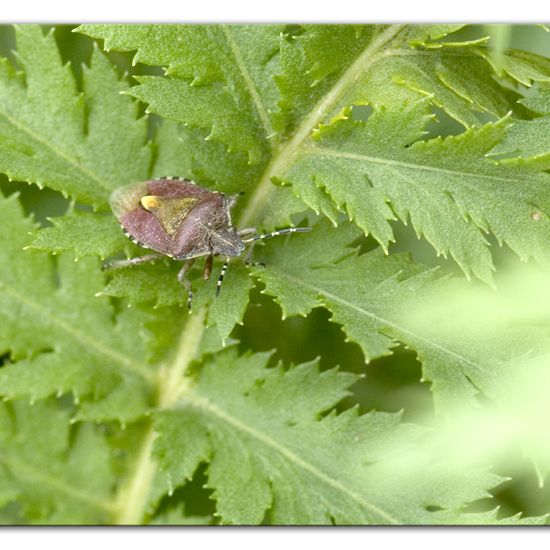 Dolycoris baccarum: Animal in habitat Semi-natural grassland in the NatureSpots App