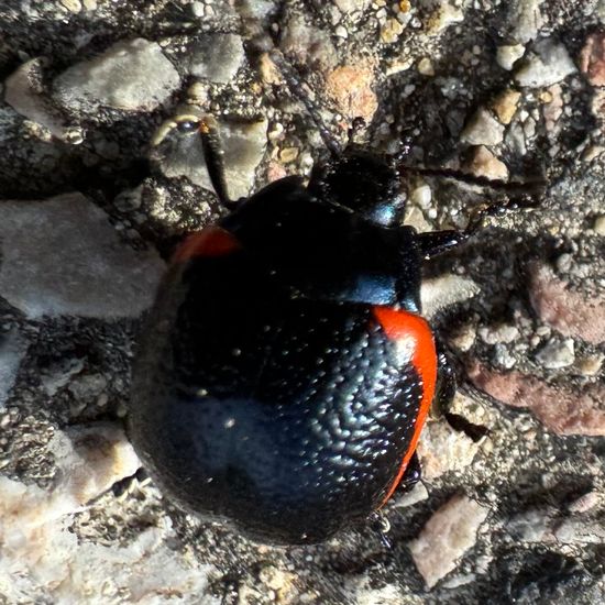 Chrysolina sanguinolenta: Animal in habitat Road or Transportation in the NatureSpots App