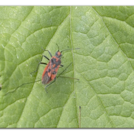 Zimtwanze: Tier im Habitat Halb-natürliches Grasland in der NatureSpots App