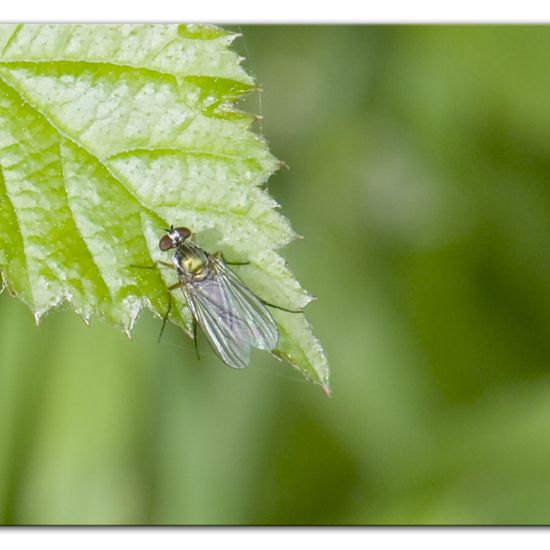 Eine unbekannte Art: Tier im Habitat Halb-natürliches Grasland in der NatureSpots App