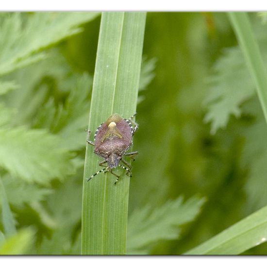 Dolycoris baccarum: Animal in habitat Semi-natural grassland in the NatureSpots App