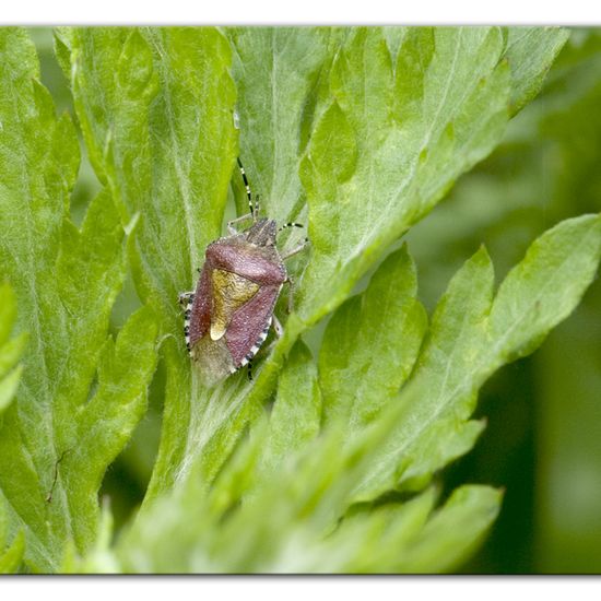 Dolycoris baccarum: Animal in habitat Semi-natural grassland in the NatureSpots App