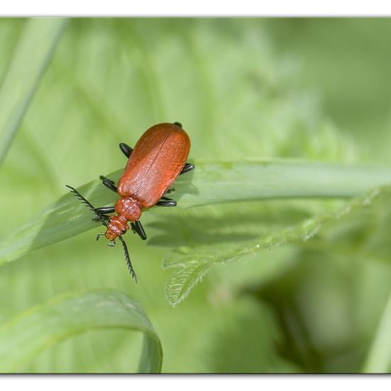 Rotköpfiger Feuerkäfer: Tier im Habitat Halb-natürliches Grasland in der NatureSpots App