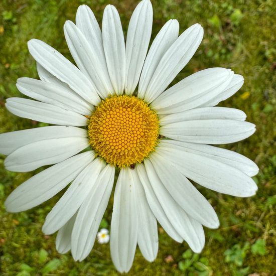 Magerwiesen-Margerite: Pflanze im Habitat Garten in der NatureSpots App