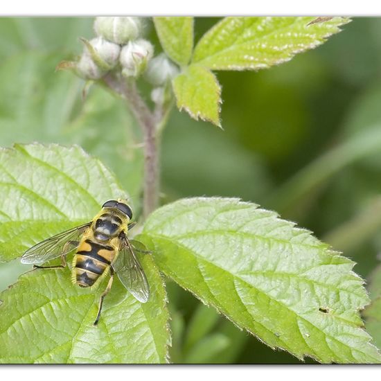 Totenkopfschwebfliege: Tier im Habitat Halb-natürliches Grasland in der NatureSpots App