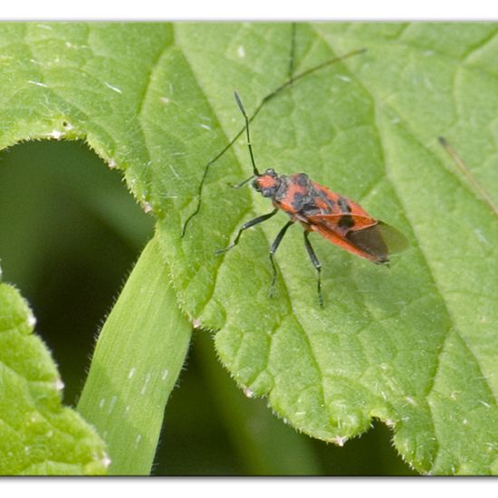 Corizus hyoscyami: Animal in habitat Semi-natural grassland in the NatureSpots App