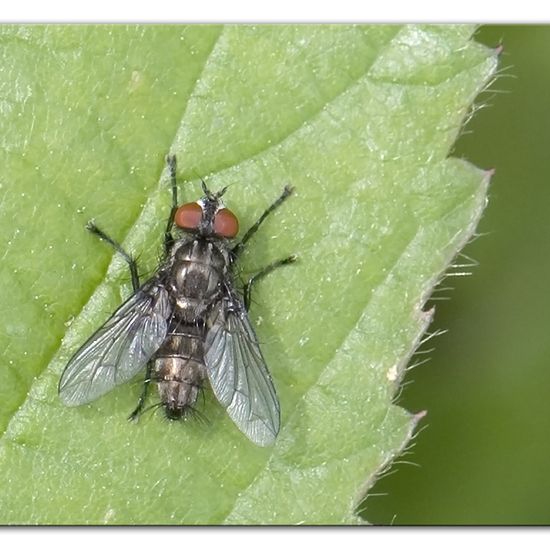 Raupenfliegen: Tier im Habitat Halb-natürliches Grasland in der NatureSpots App