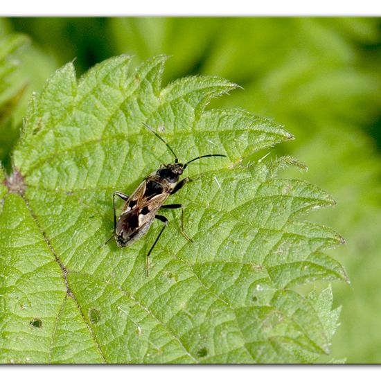 Rhyparochromus vulgaris: Tier im Habitat Halb-natürliches Grasland in der NatureSpots App