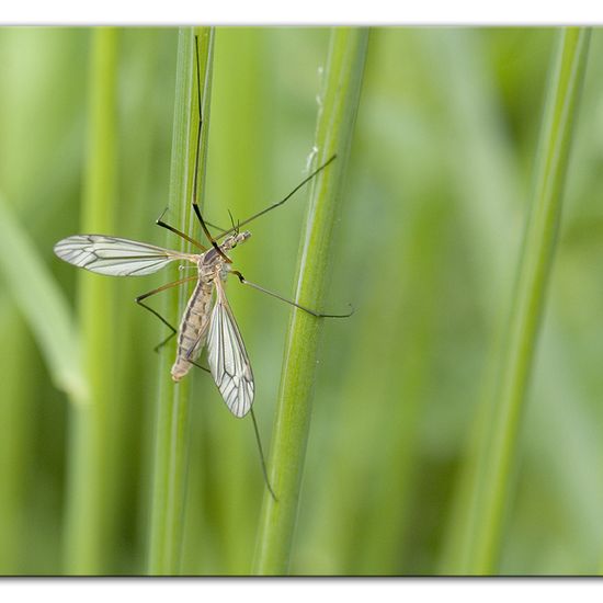 Tipula vernalis: Tier im Habitat Halb-natürliches Grasland in der NatureSpots App