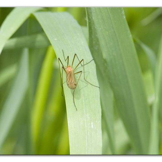 Euphylidorea dispar: Tier im Habitat Halb-natürliches Grasland in der NatureSpots App